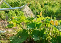 Хотите вырастить крупные тыквы к осени? 4 простых шага, которые нужно сделать до конца августа